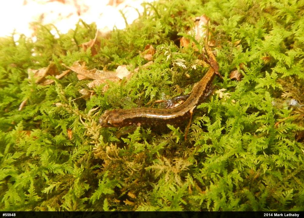 Allegheny Mountain Dusky Salamander