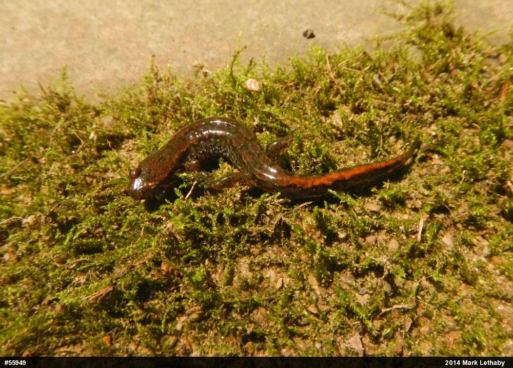 Northern Dusky Salamander