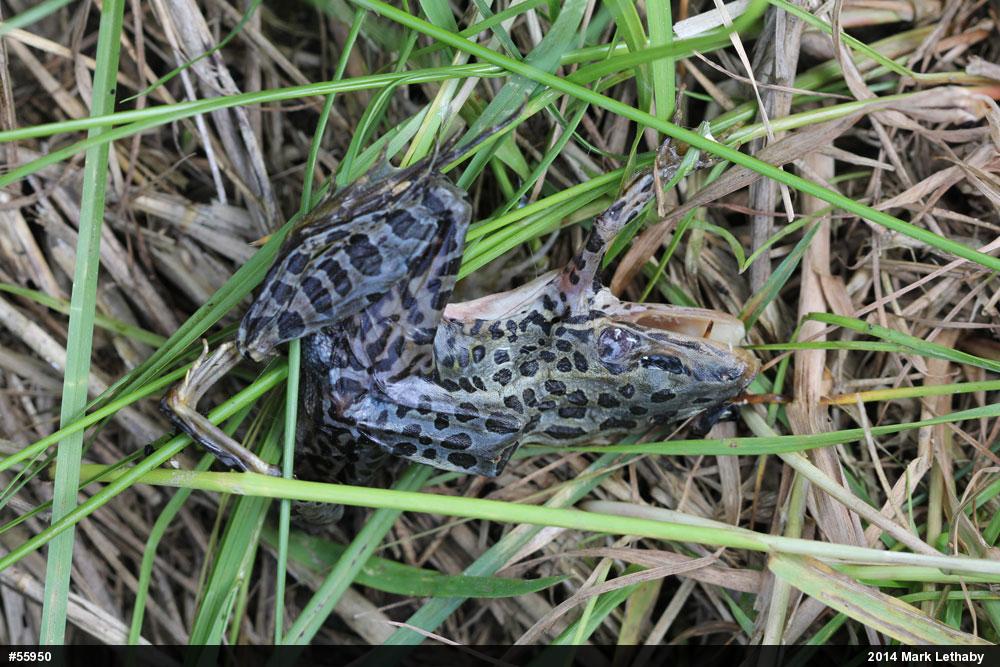 Northern Leopard Frog