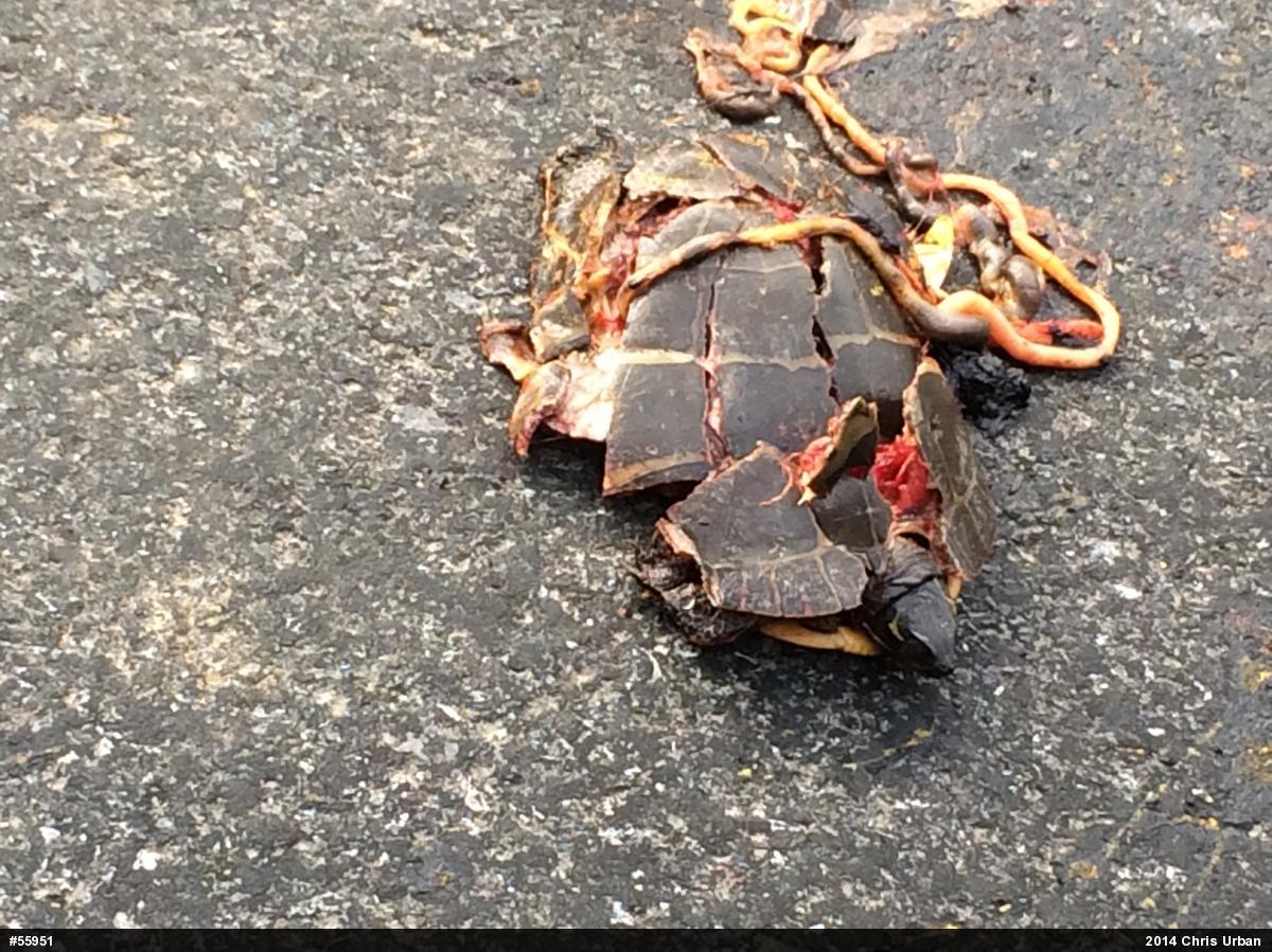 Painted Turtle