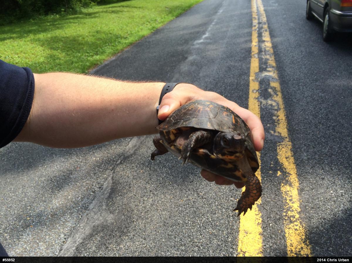 Eastern Box Turtle