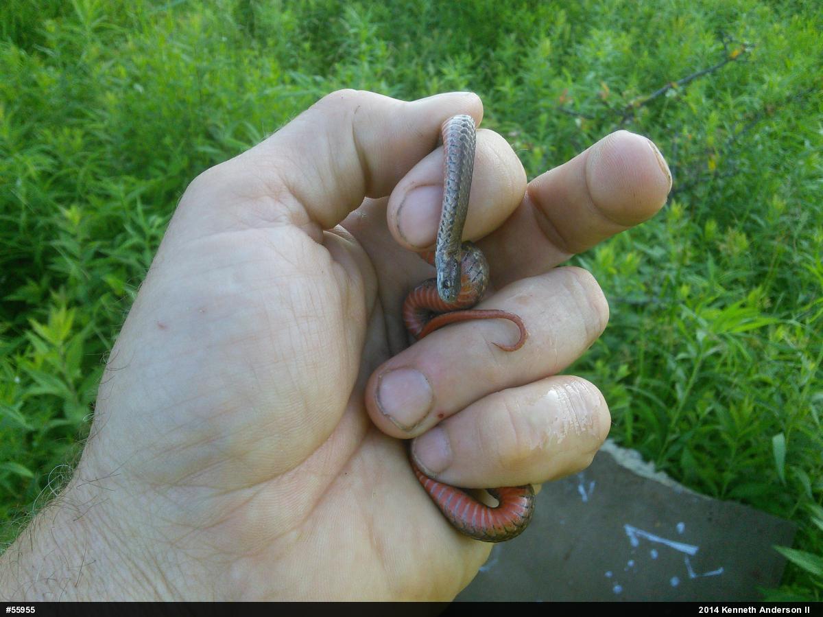 Red-bellied Snake