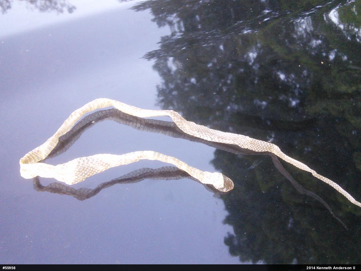 Red-bellied Snake