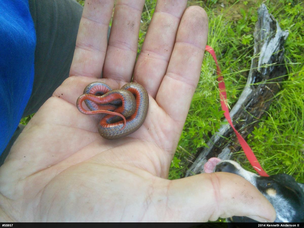 Red-bellied Snake