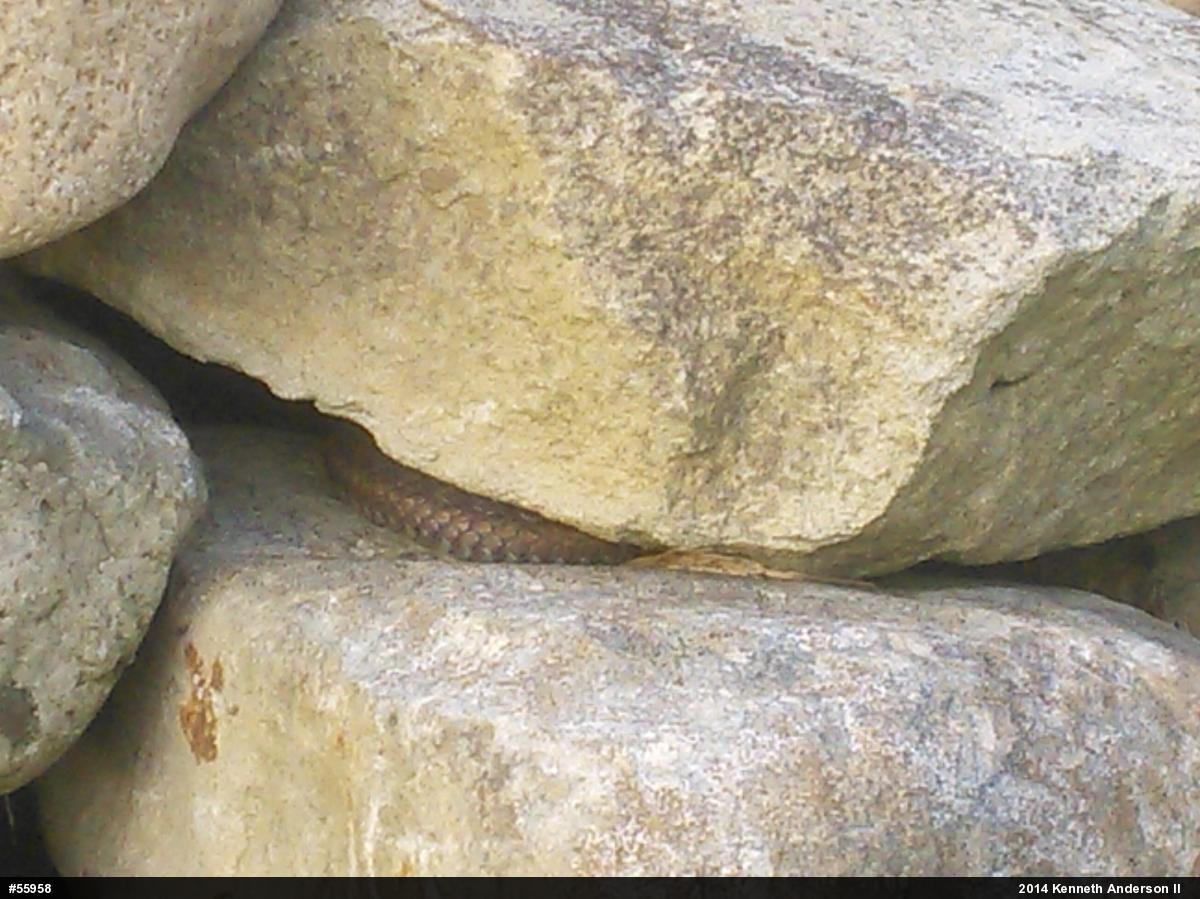Eastern Gartersnake