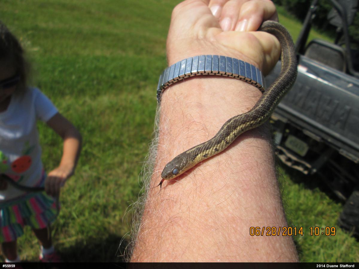 Eastern Gartersnake