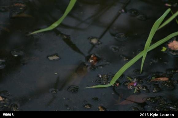 Eastern Musk Turtle
