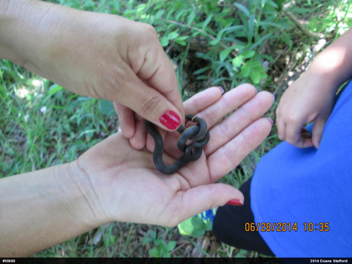 Northern Ring-necked Snake