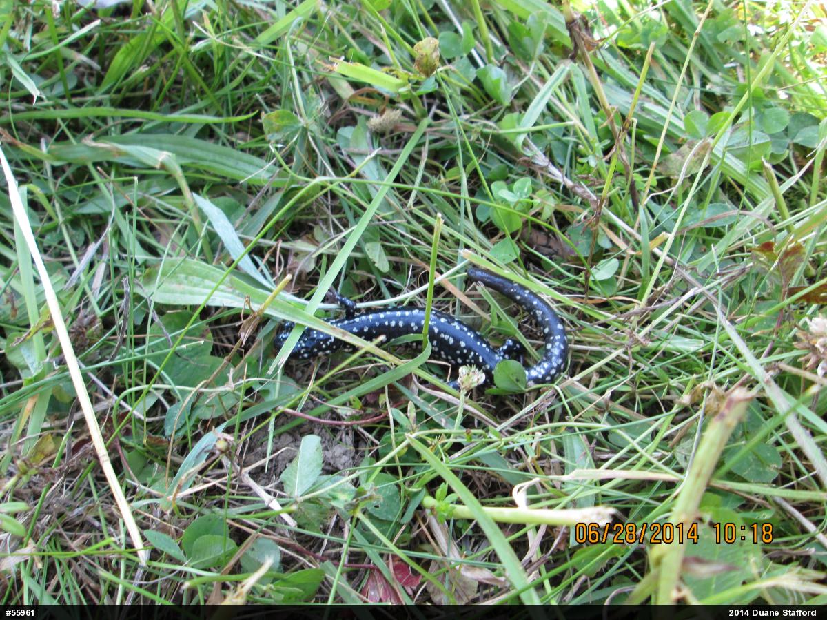 Northern Slimy Salamander