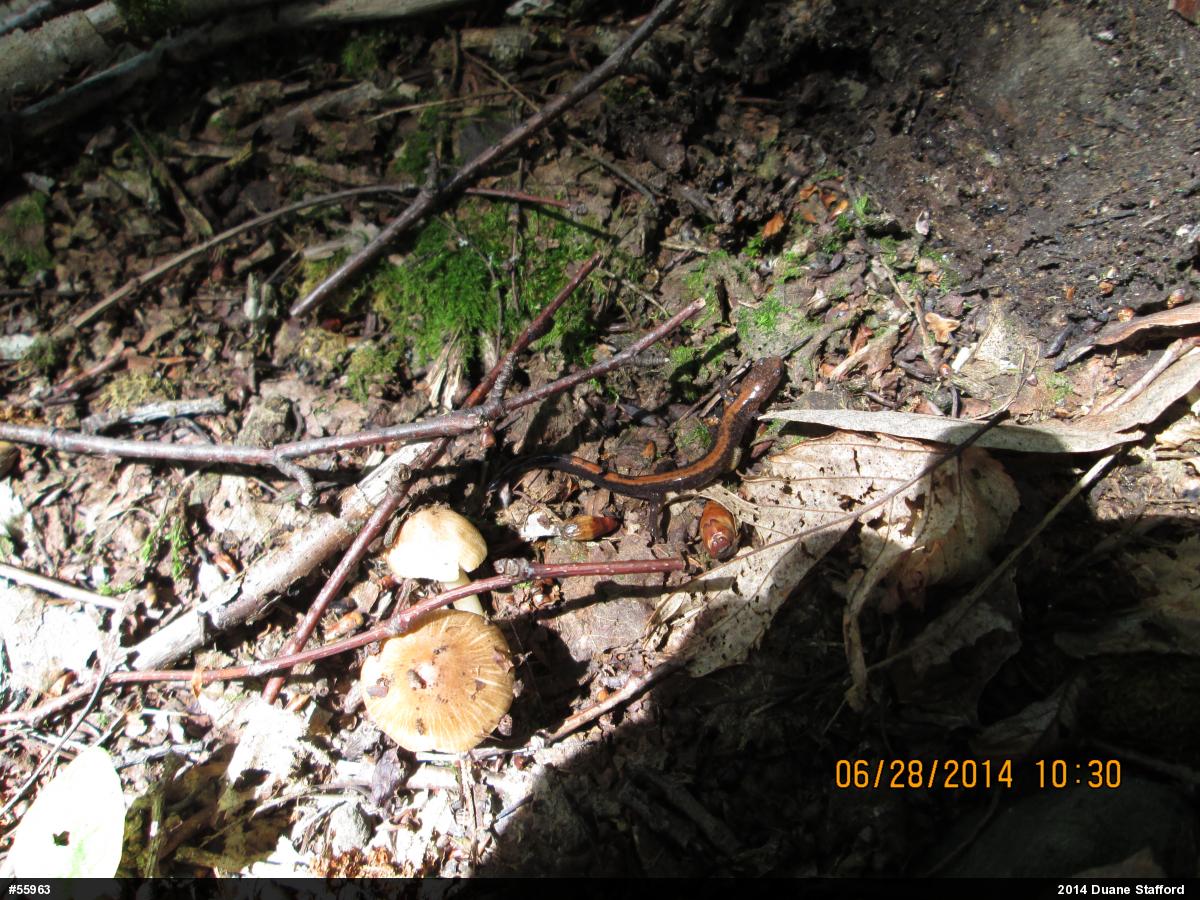 Eastern Red-backed  Salamander