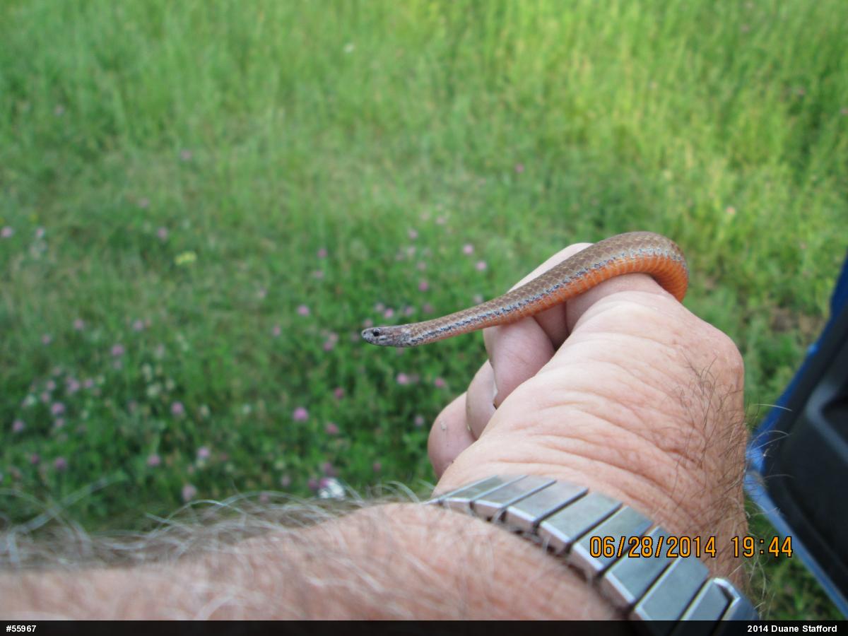 Red-bellied Snake