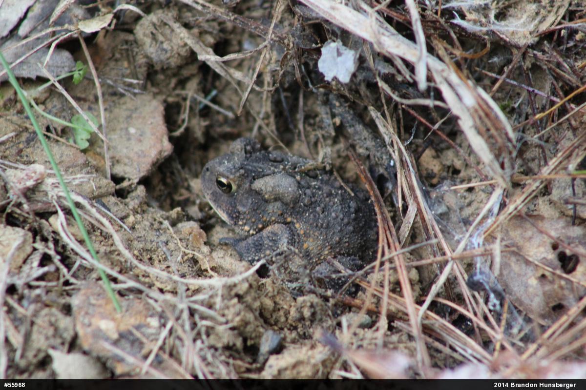 Eastern American Toad