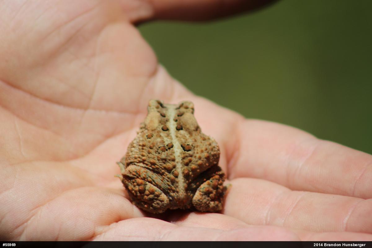 Eastern American Toad