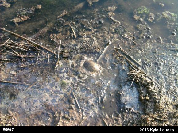 Eastern Musk Turtle