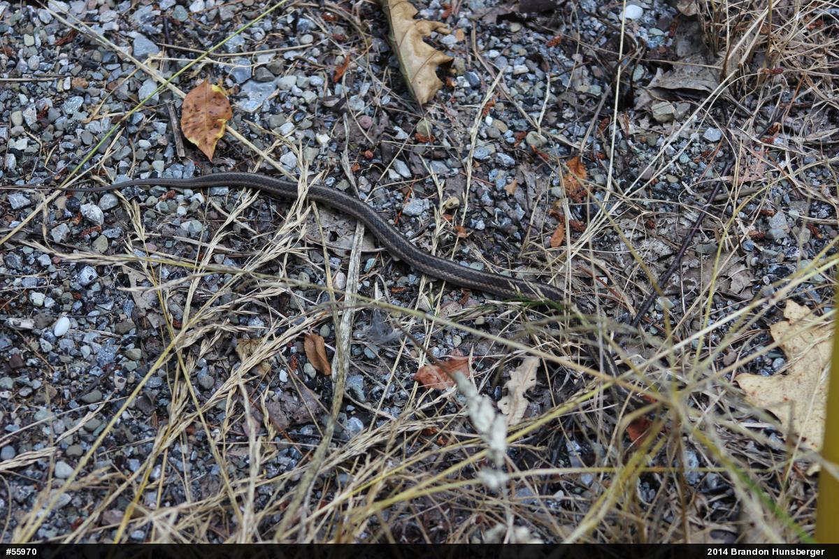 Eastern Gartersnake