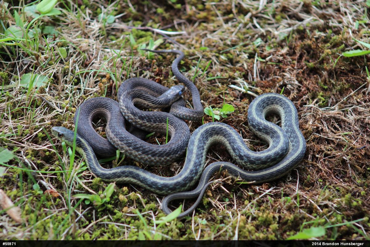 Eastern Gartersnake