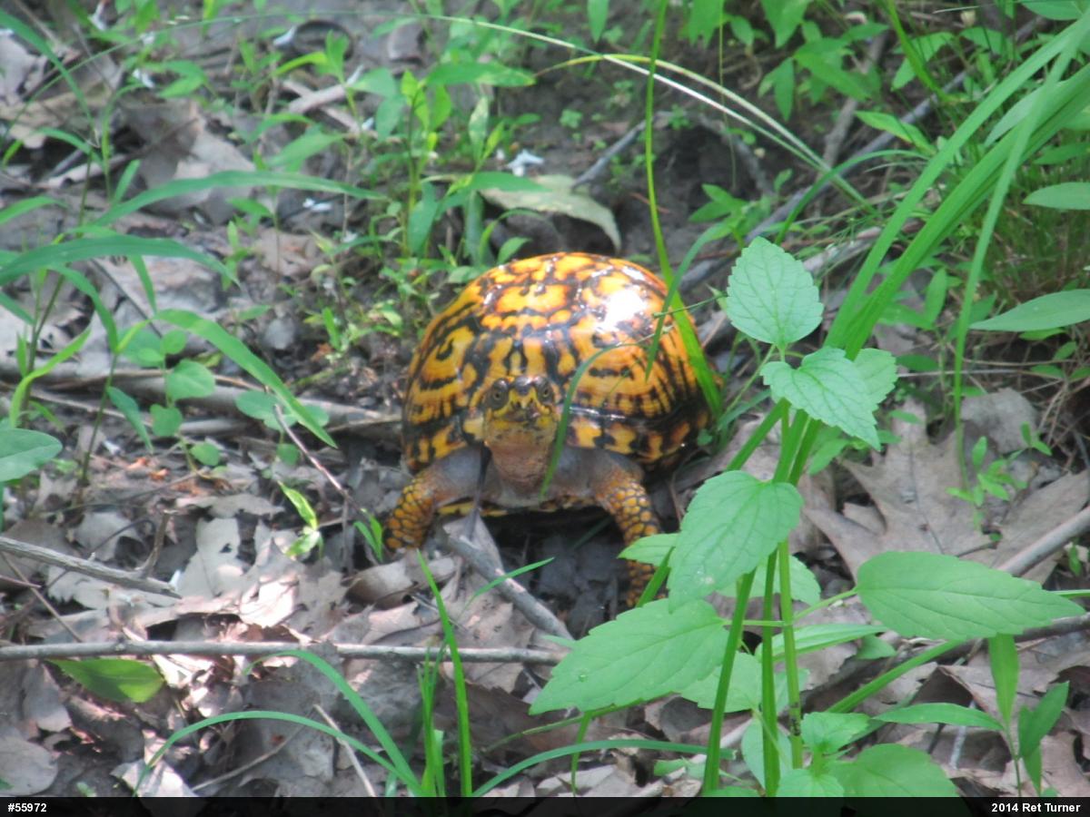 Eastern Box Turtle