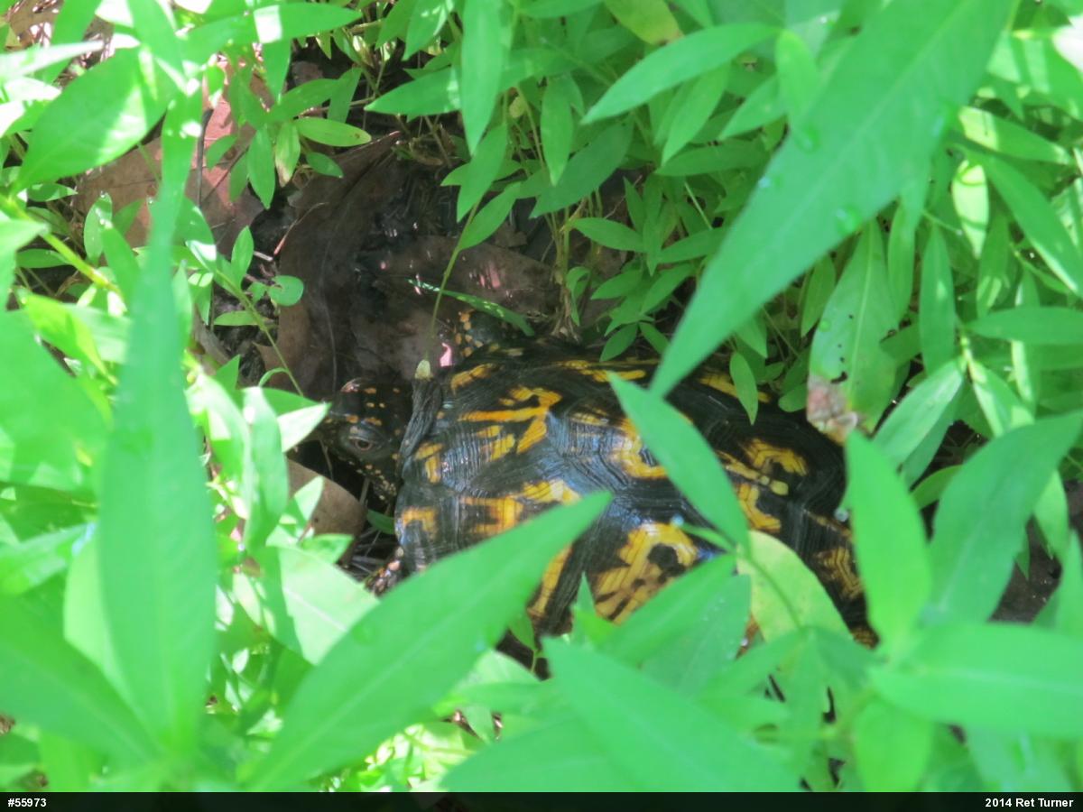 Eastern Box Turtle