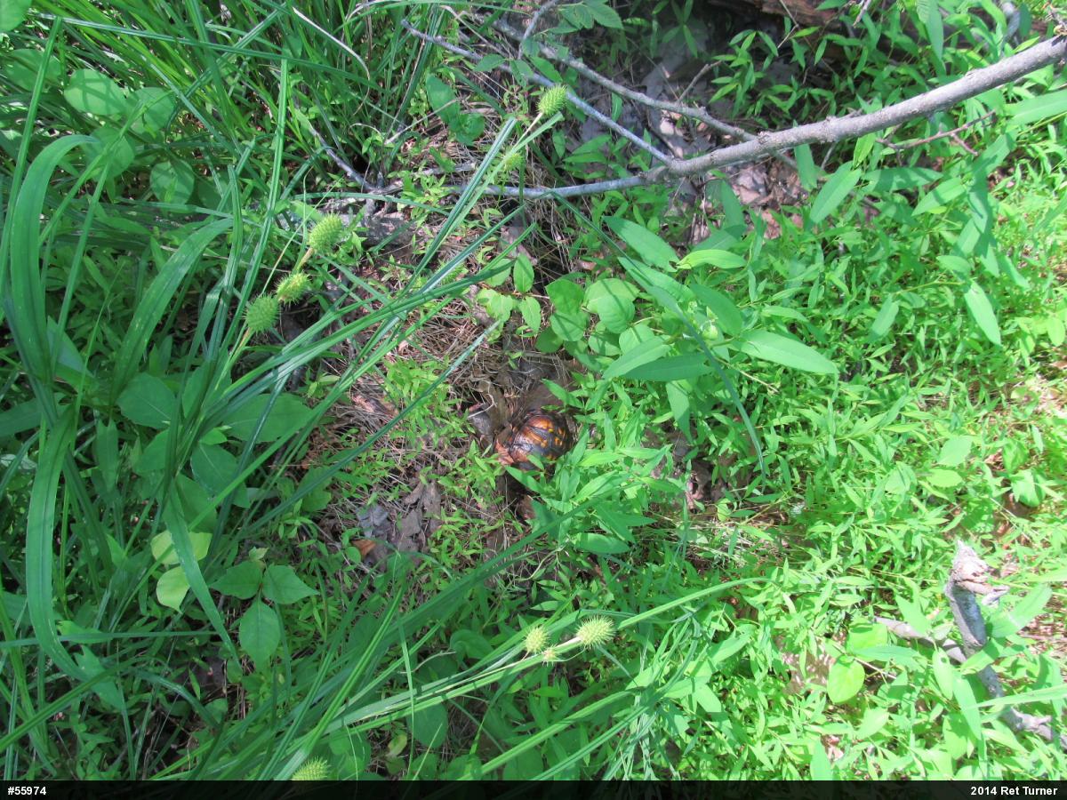 Eastern Box Turtle