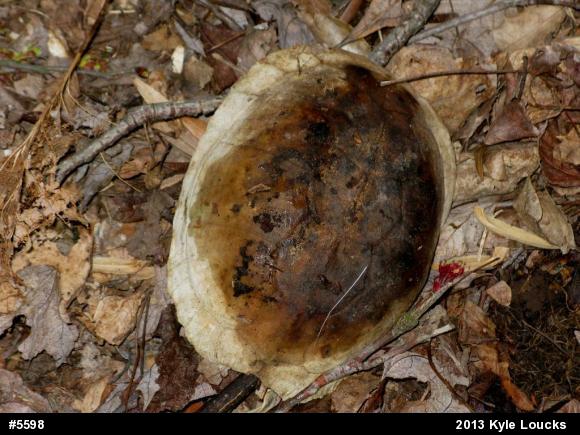 Eastern Box Turtle