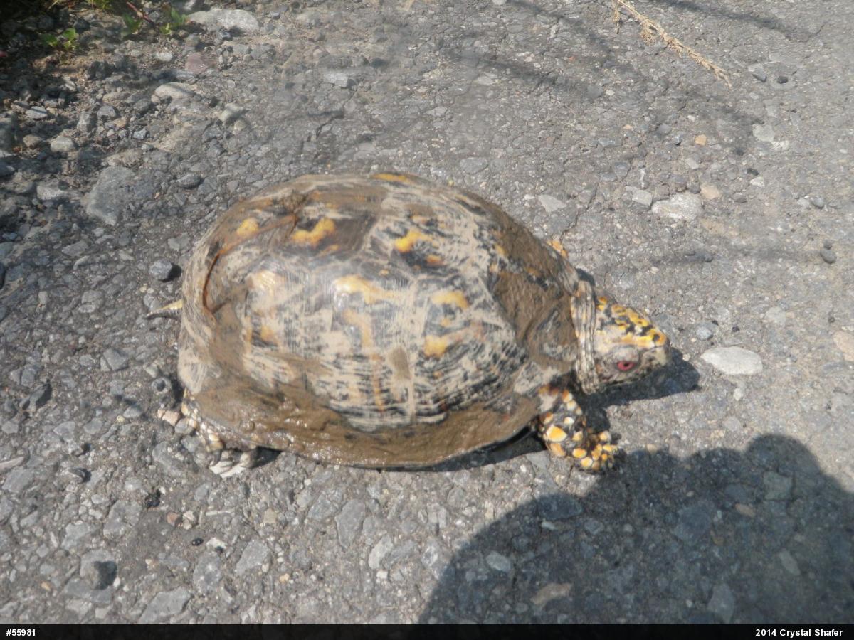 Eastern Box Turtle