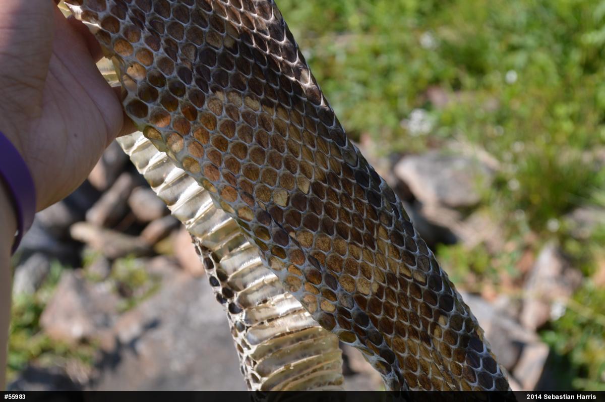 Timber Rattlesnake