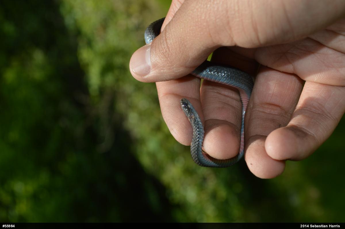 Red-bellied Snake