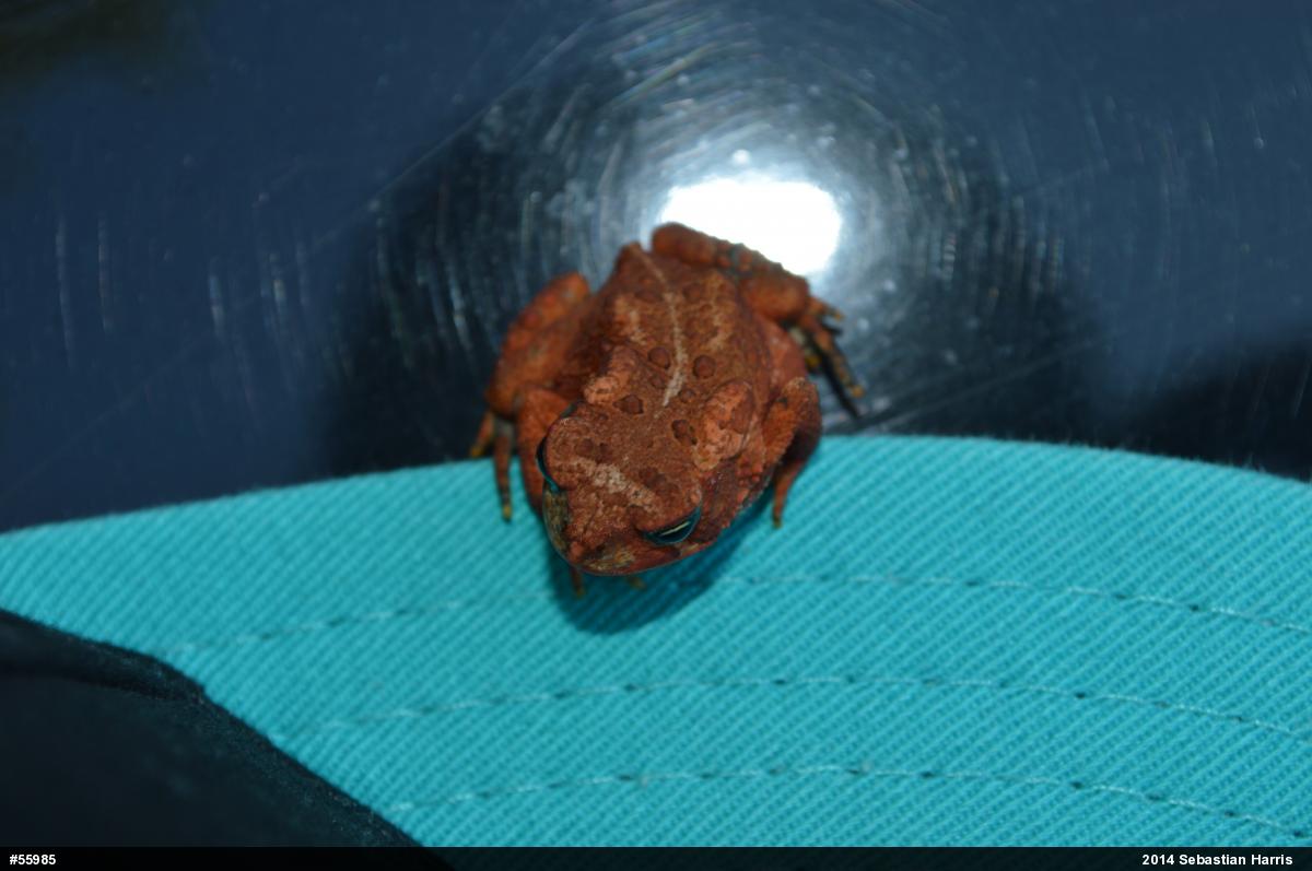 Eastern American Toad
