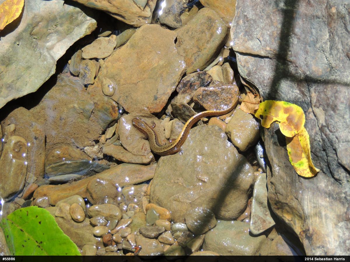 Northern Two-lined Salamander