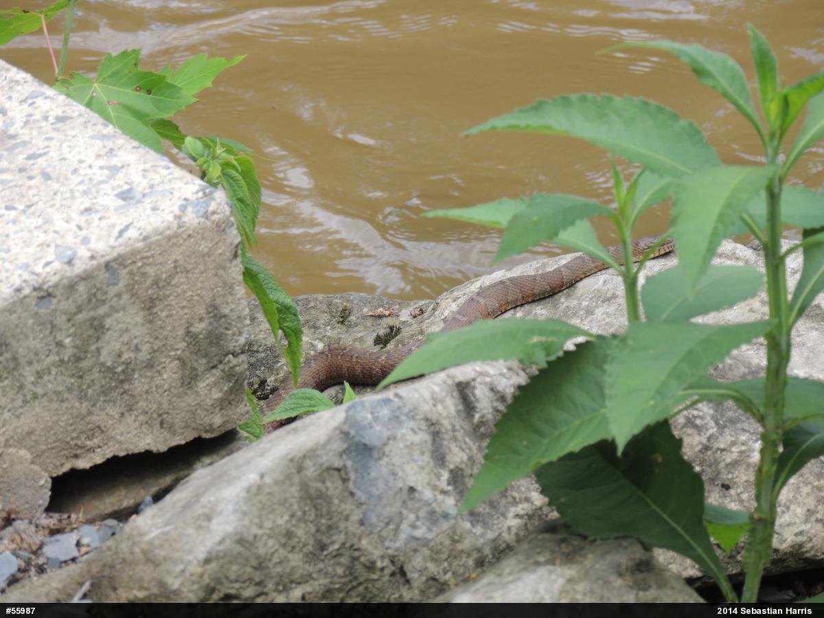 Northern Watersnake