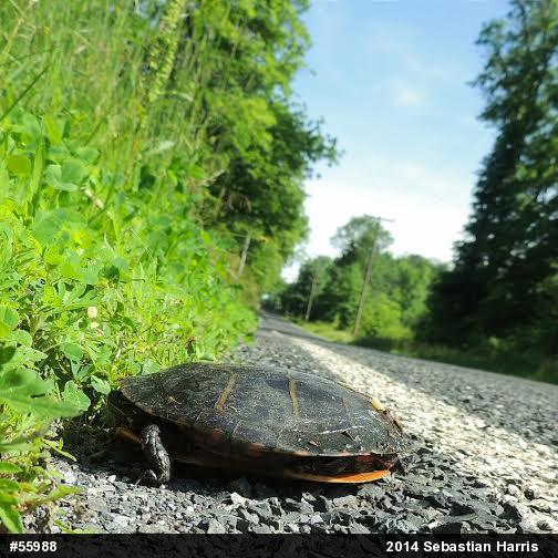 Eastern Painted Turtle
