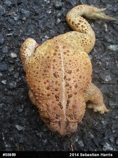Eastern American Toad