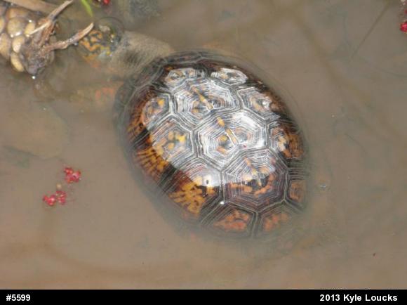 Eastern Box Turtle