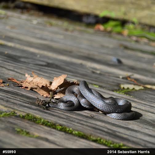 Northern Ring-necked Snake
