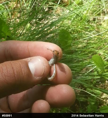 Four-toed Salamander
