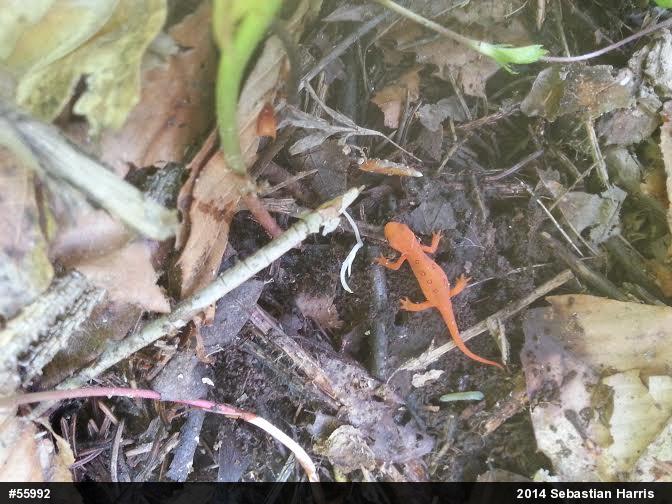 Red-spotted Newt