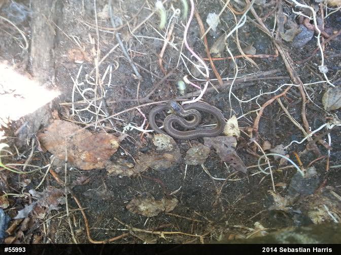 Eastern Gartersnake
