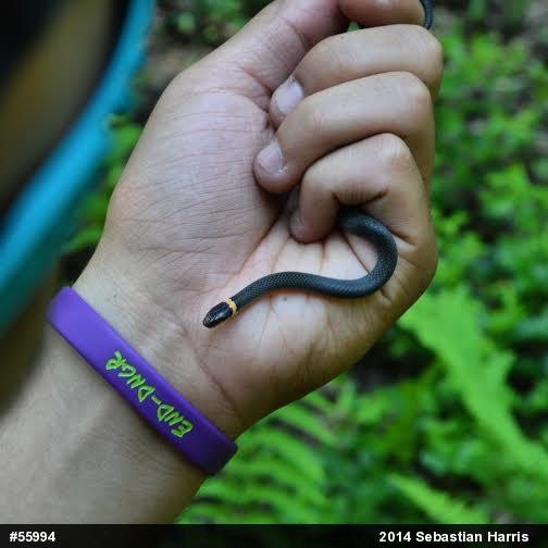 Northern Ring-necked Snake