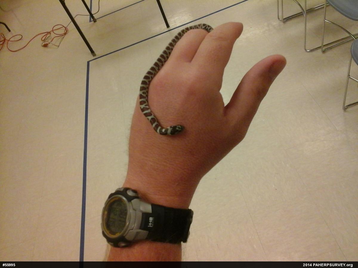 Eastern Milksnake