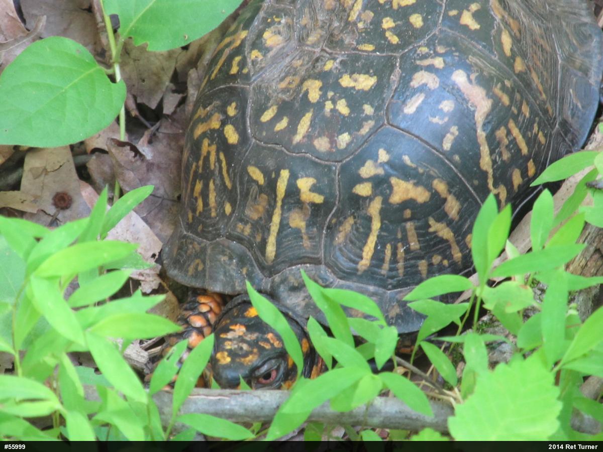 Eastern Box Turtle