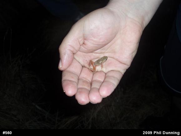 Spring Peeper