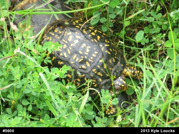 Eastern Box Turtle