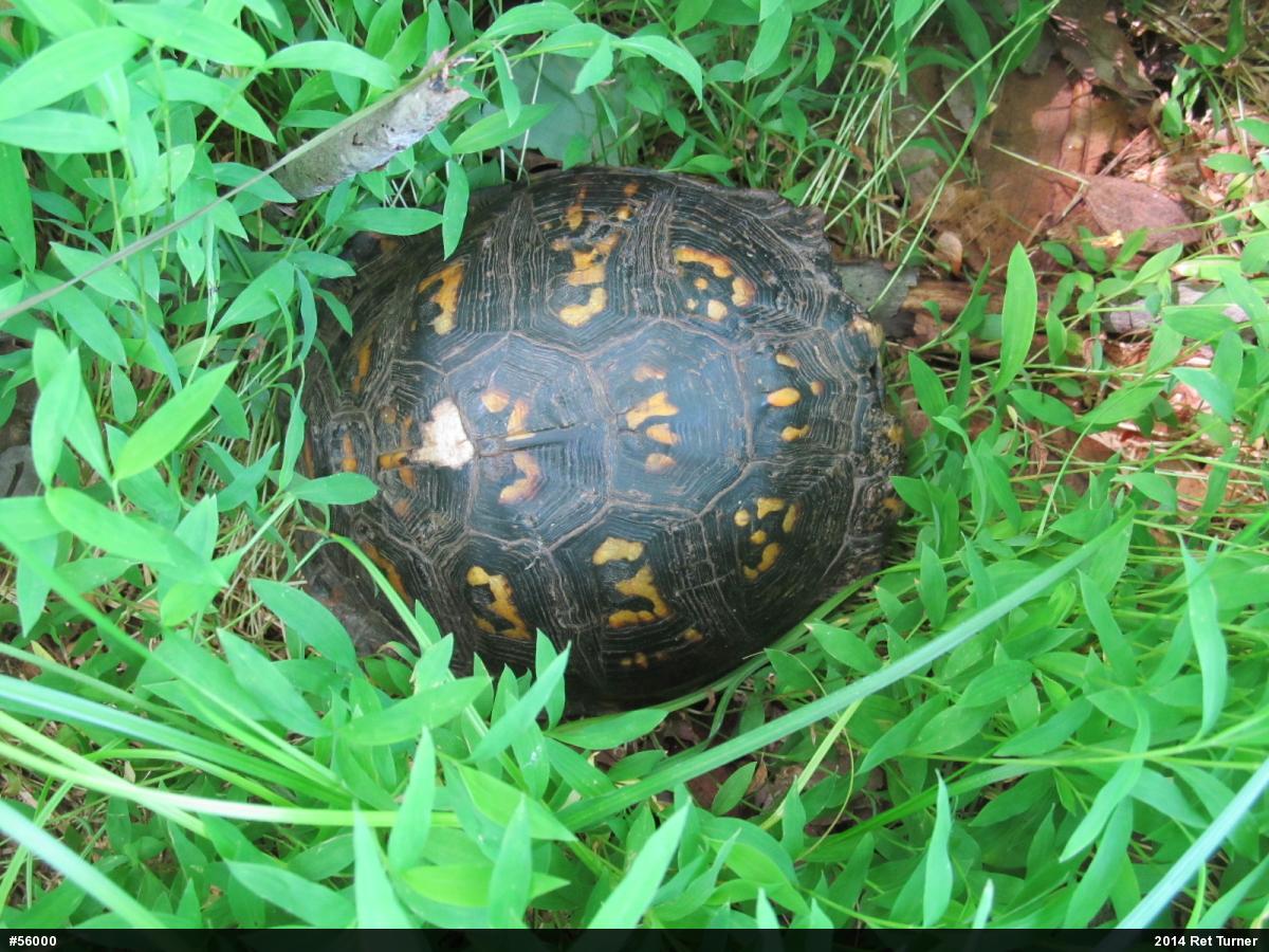 Eastern Box Turtle