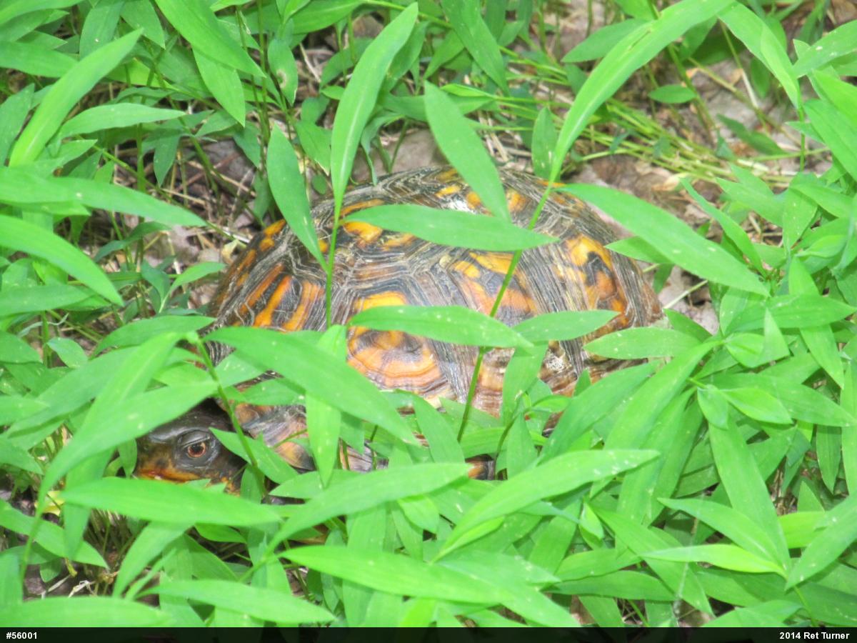 Eastern Box Turtle
