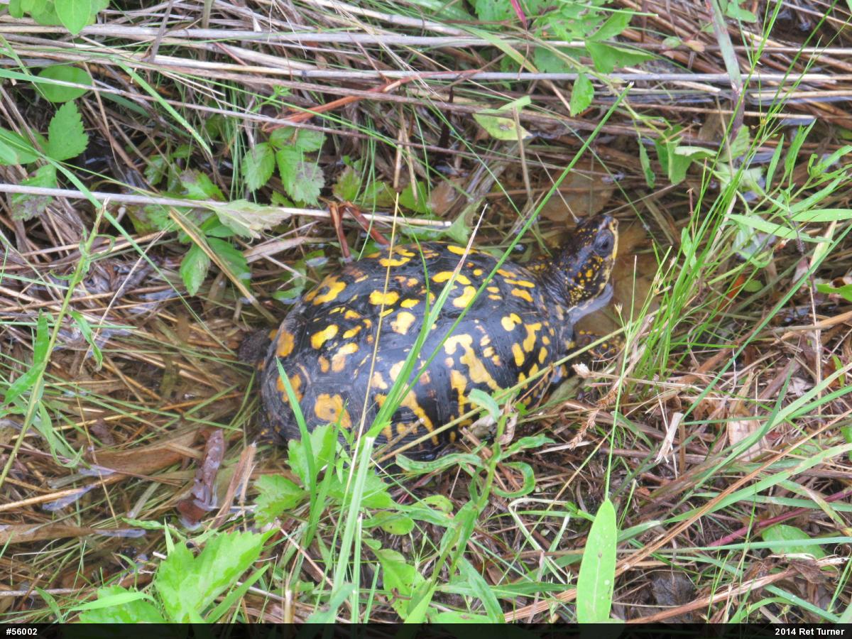 Eastern Box Turtle