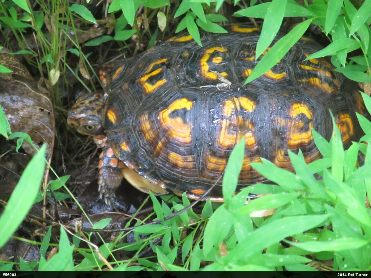 Eastern Box Turtle