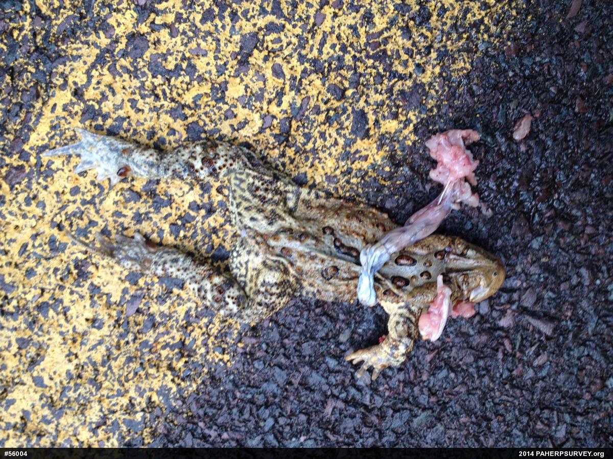 Eastern American Toad