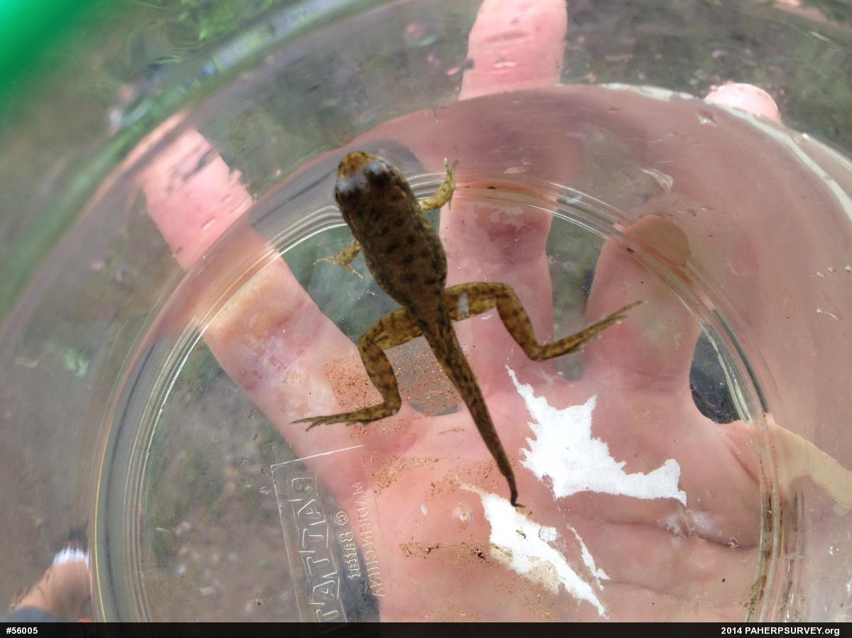 Green Frog