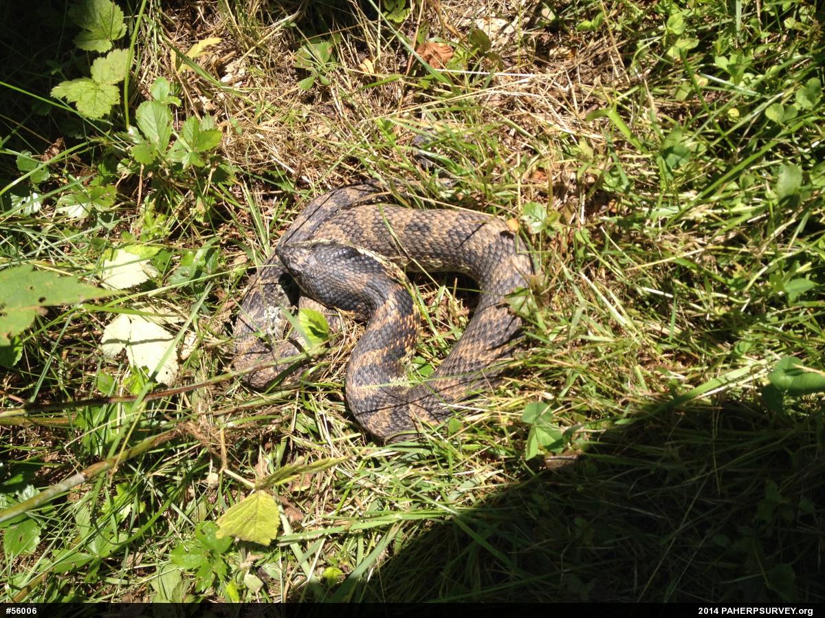 Eastern Hog-nosed Snake