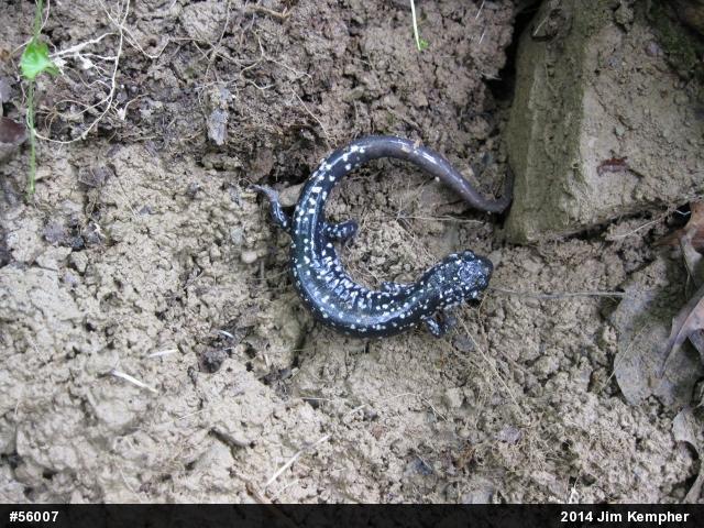 Northern Slimy Salamander